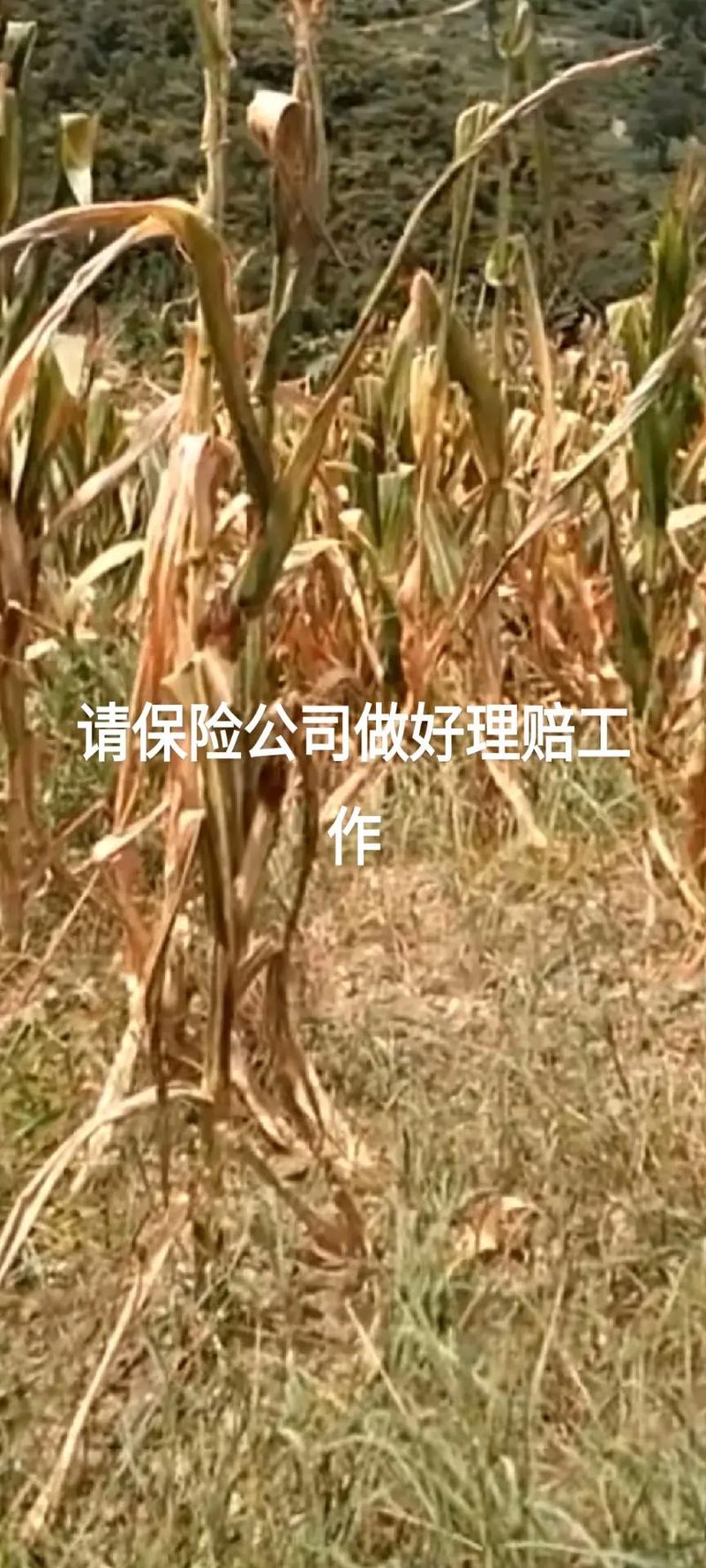 學(xué)校選擇專業(yè)保安服務(wù)時需要關(guān)注的安全管理要點