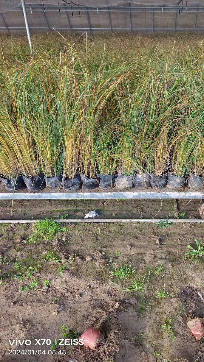 專業(yè)保安服務提升商場安全性保障確保顧客安心購物